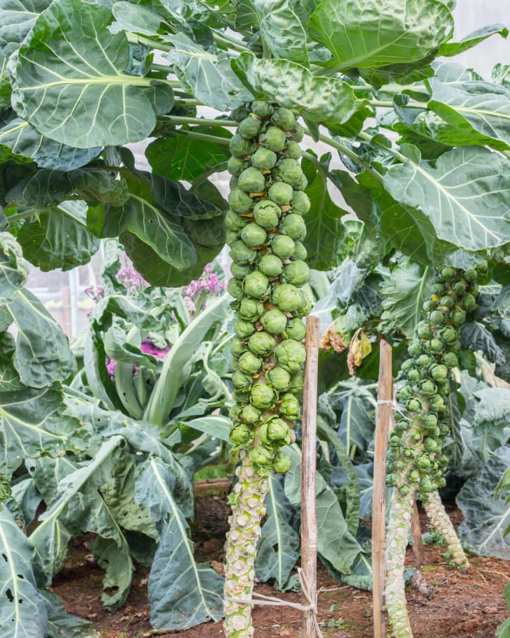 Grow Brussel Sprouts: A Guide to Growing Nutritious and Delicious Sprouts 1 brussel sprouts iGarden101