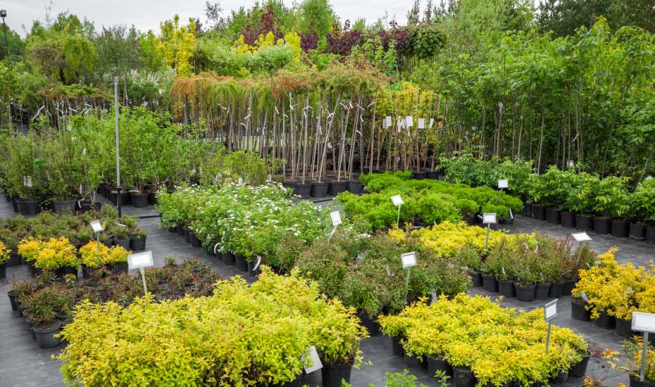 Plants in Nursery: Growing Your Garden and Tips for Choosing and Caring 1 plant nursery iGarden101