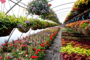 plants in nursery