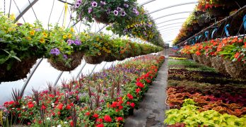plants in nursery
