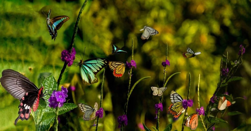 Butterfly Garden iGarden101