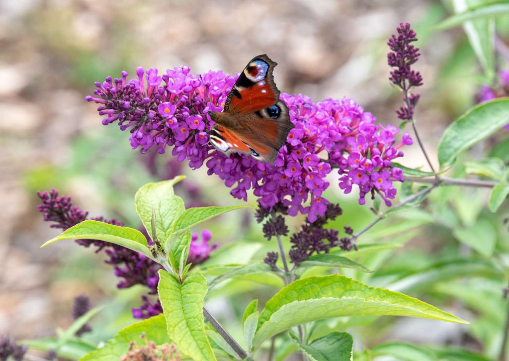 butterfly bush iGarden101
