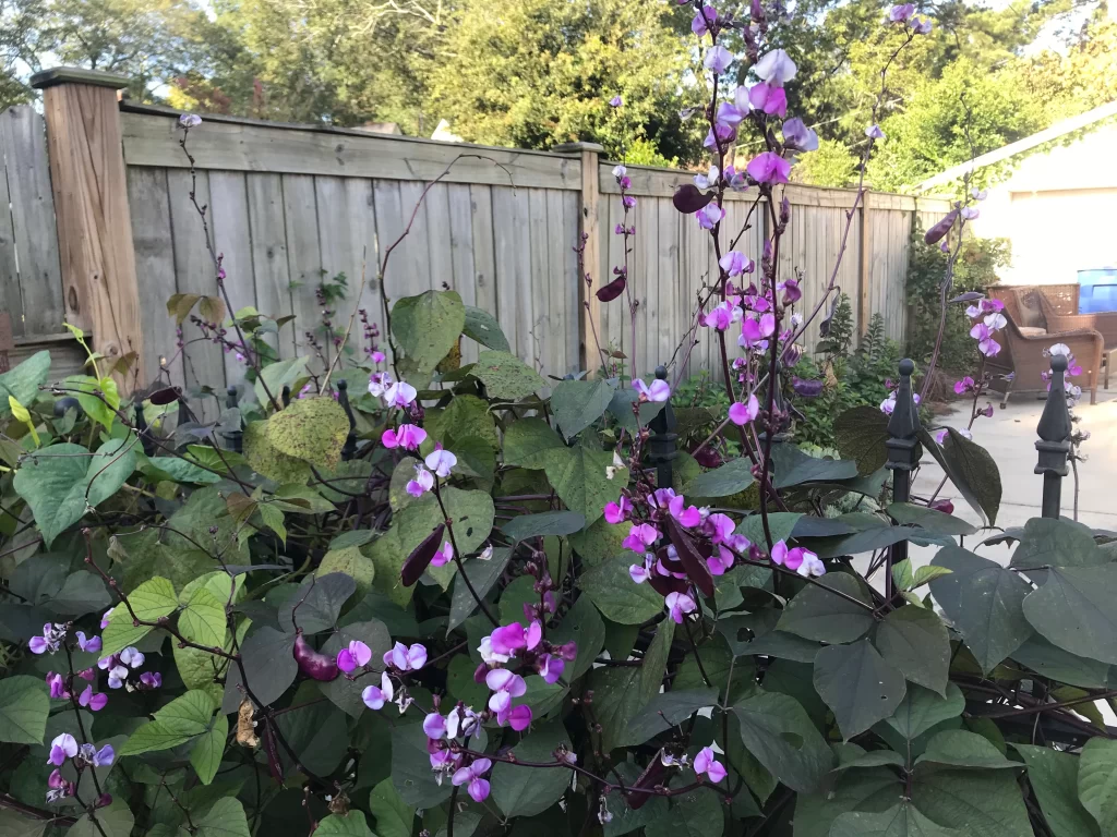 hyacinth bean perennial flower iGarden101