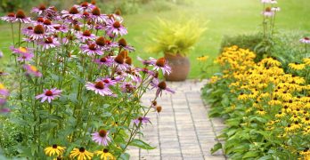 https://www.goodhousekeeping.com/home/gardening/g32673850/best-perennial-flowers-plants/
