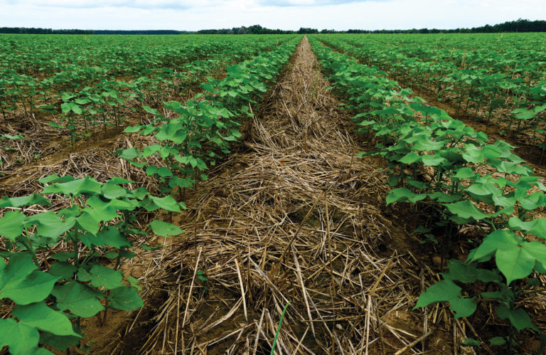Regenerative Agriculture for a Sustainable Future 3 cover cropping iGarden101